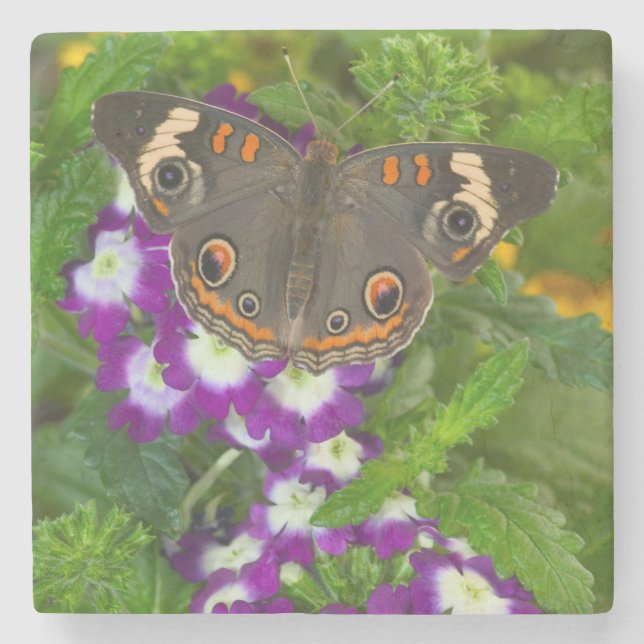 Black Swallowtail Stone Coaster (Front)