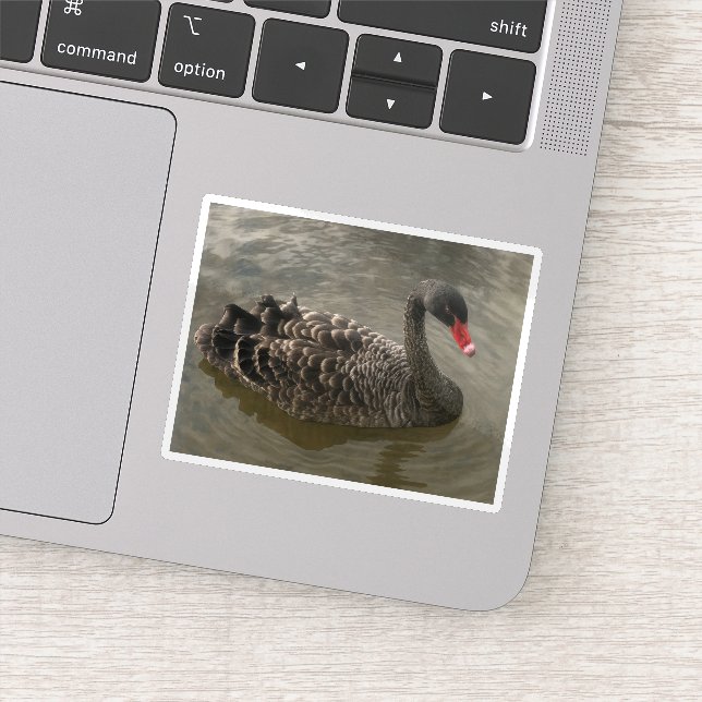 Black Swan (Detail)