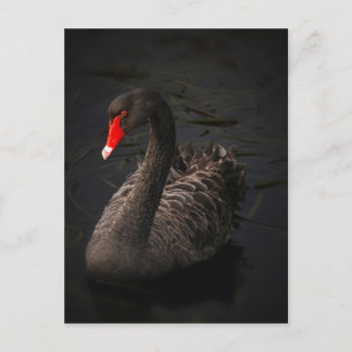 Black-swan-1229 Postcard