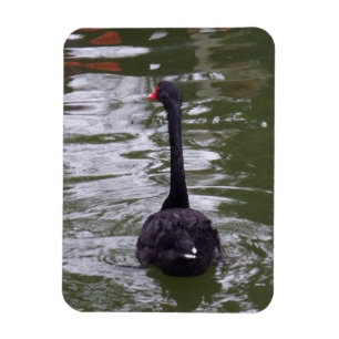 Black Swan 3"x4" Magnet