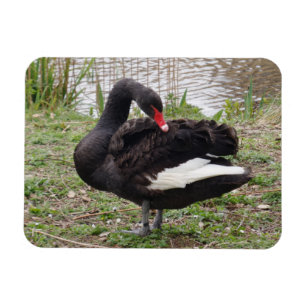 Black Swan 3"x4" Magnet