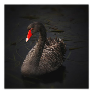 Black Swan Artwork Photo Print