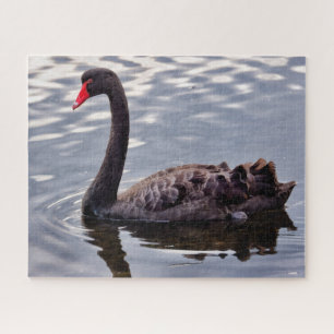 Black Swan Australia Jigsaw Puzzle