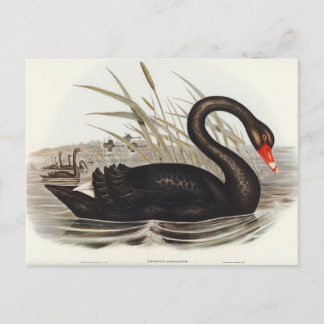 Black Swan by Elizabeth Gould Postcard