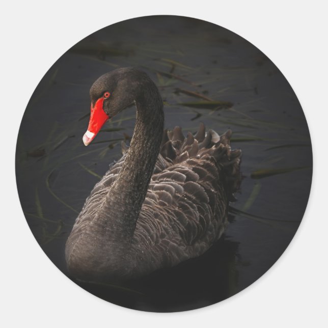 Black Swan Classic Round Sticker (Front)