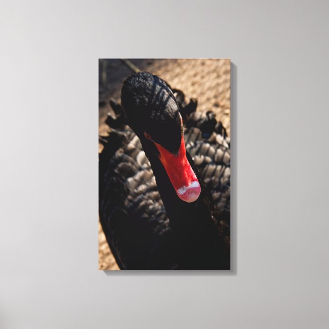 Black swan close canvas print (Front)