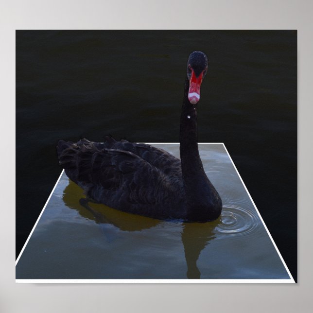 Black Swan, Droplets In The Pond, Poster (Front)