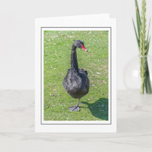 Black swan greeting card