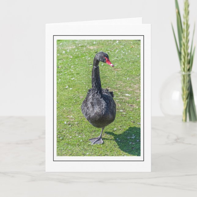 Black swan greeting card (Front)
