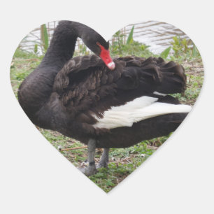 Black Swan Heart Sticker