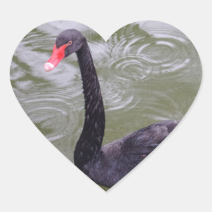 Black Swan Heart Sticker