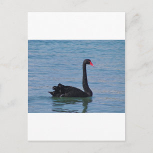 Black Swan Postcard