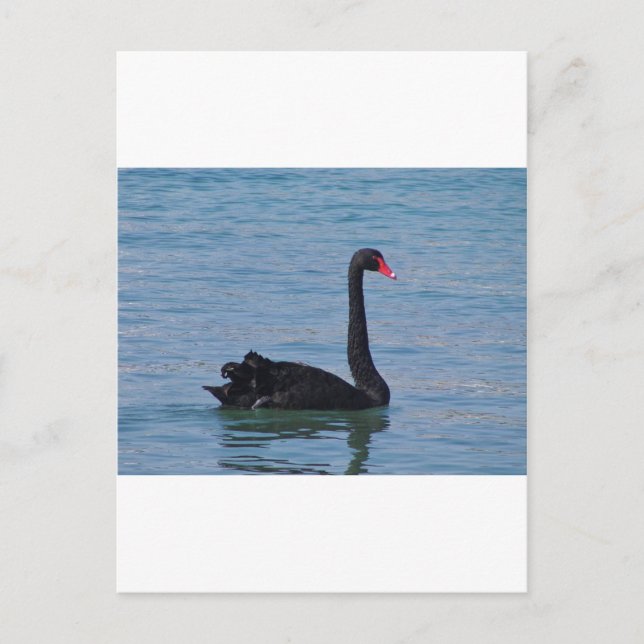 Black Swan Postcard (Front)