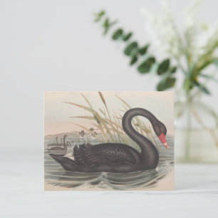 Black Swan Postcard