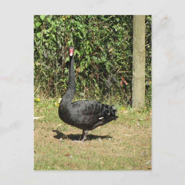 Black Swan Postcard (Front)