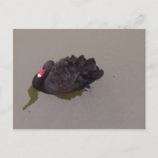 Black Swan Postcard