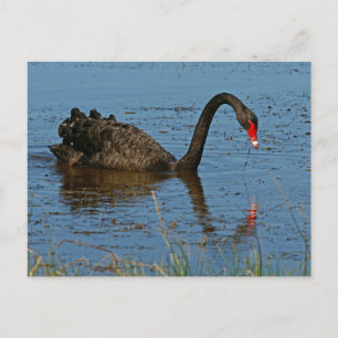 Black Swan Postcard