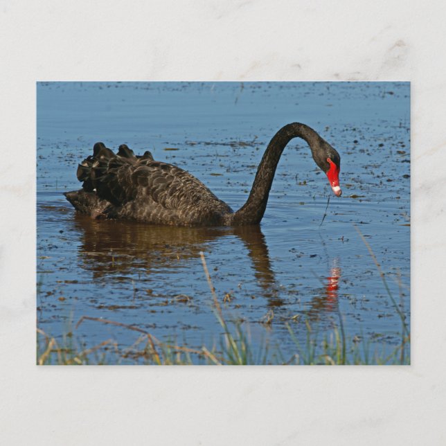 Black Swan Postcard (Front)