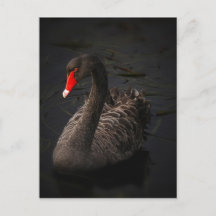 Black Swan