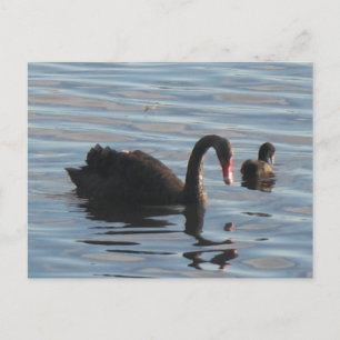 Black swan postcard