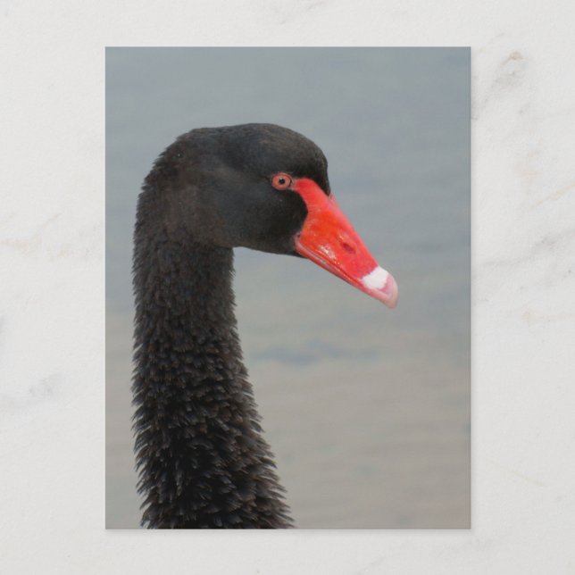 Black Swan Postcard (Front)