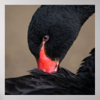 Black Swan