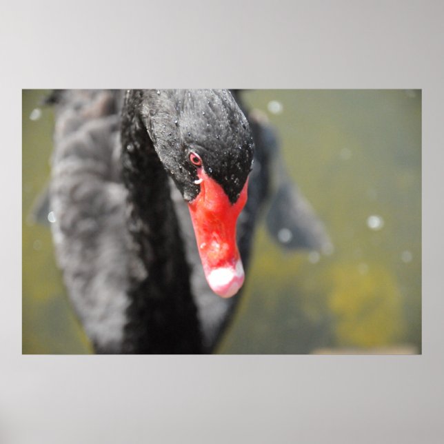 Black Swan Poster (Front)