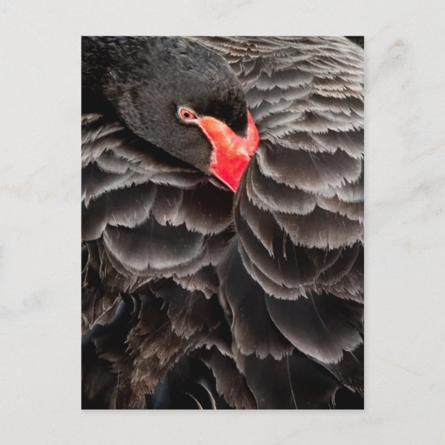 Black swan resting postcard (Front)