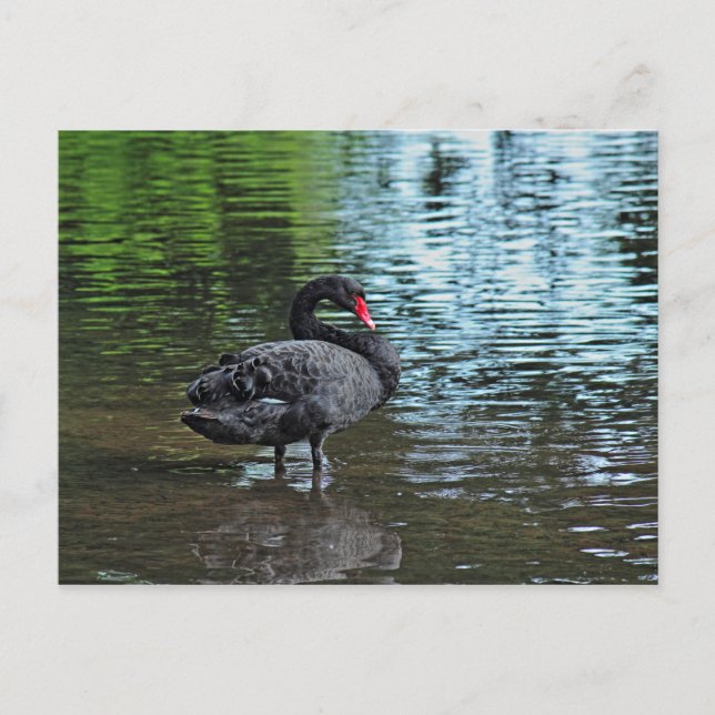 Black Swan. Roath Park Lake, Cardiff, Wales. Postcard (Front)