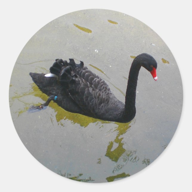 Black Swan Stickers (Front)