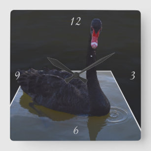 Black Swan Swimming In A Dimensional Pond, Square Wall Clock