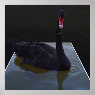Black Swan Swimming In Dimensional Pond, Poster