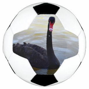 Black Swan Swimming On The River, Football