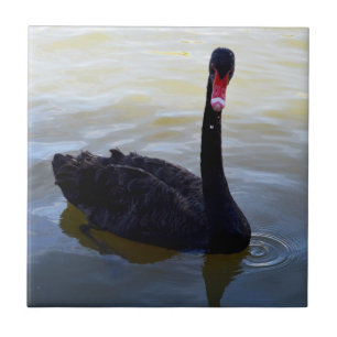 Black Swan Swimming On The River, Tile