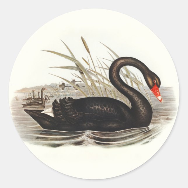 Black Swan Vintage  Classic Round Sticker (Front)