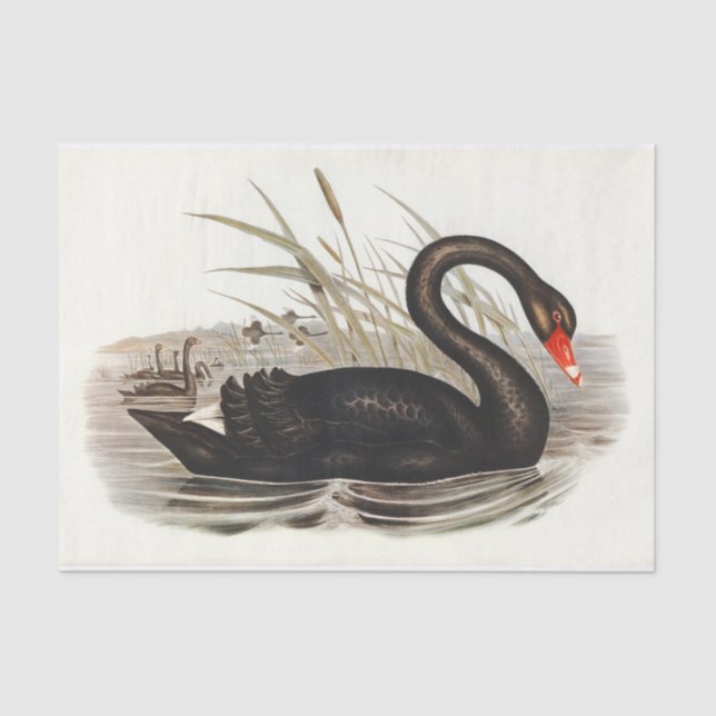 Black Swan Vintage Decoupage Tissue Paper (Front)
