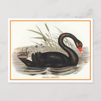 Black Swan Vintage Postcard