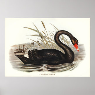 Black Swan Vintage Poster