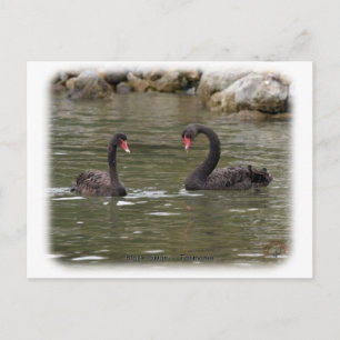 Black Swans 9Y353D-021 Postcard