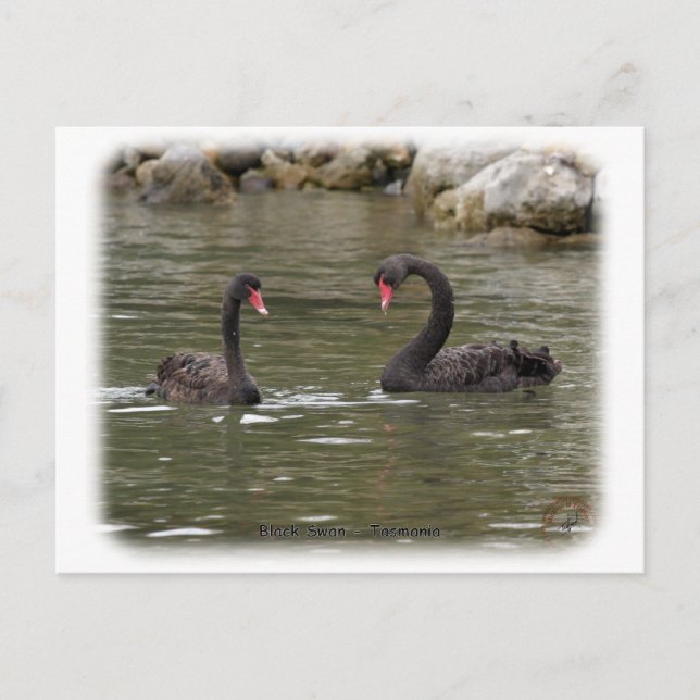 Black Swans 9Y353D-021 Postcard (Front)
