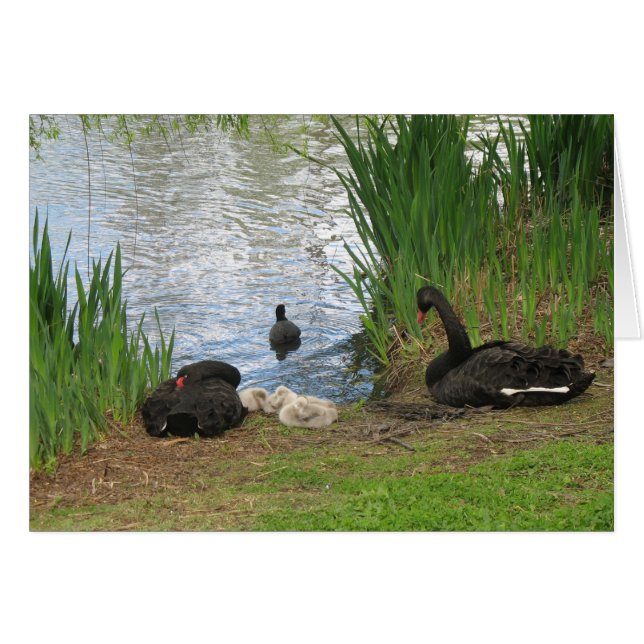 Black swans and cygnets (Front Horizontal)