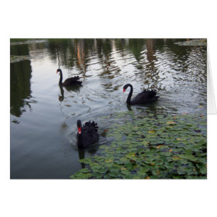 Black Swans Card