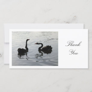 Black Swans Greeting - Thank You Card