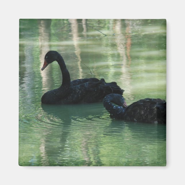 black swans magnet (Front)