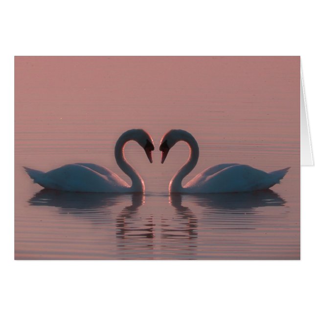 Black Swans Must Be Love Pink Sky (Front Horizontal)