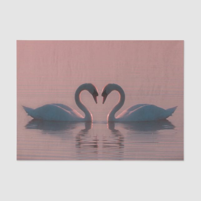 Black Swans Must Be Love Pink Sky Tissue Paper (Front)