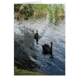 Black Swans, Perth