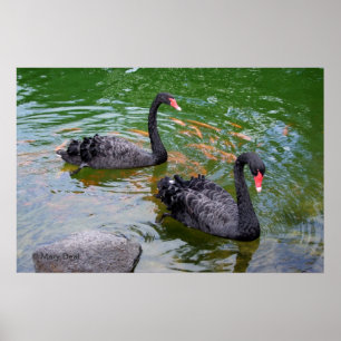 Black Swans Poster