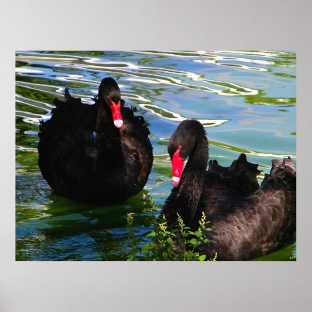 Black Swans Poster (Front)