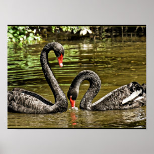 Black Swans Poster